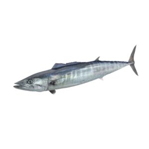 Pescado de mar Serrucho 14lb - producto fresco y sabroso en formato 14lb